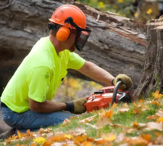 tree services Gardnerville Ranchos